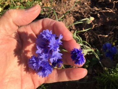 The Blue Cornflower – A French Poppy?