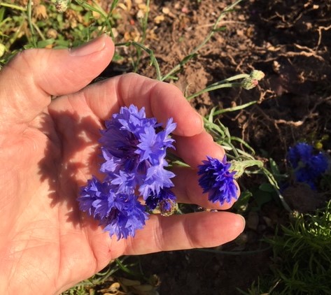 The Blue Cornflower – A French Poppy?